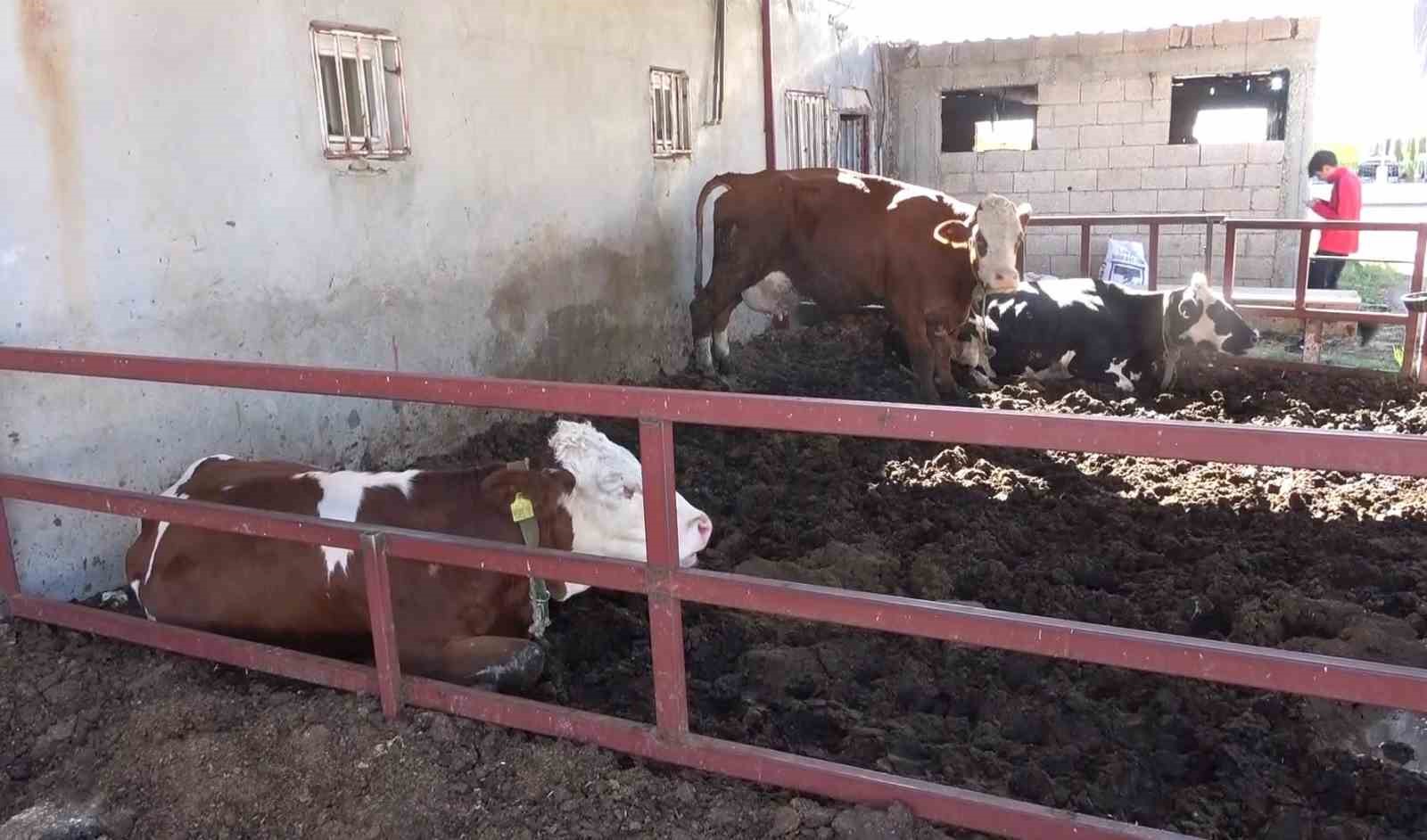 Buzağıyı kucaklayarak çaldılar