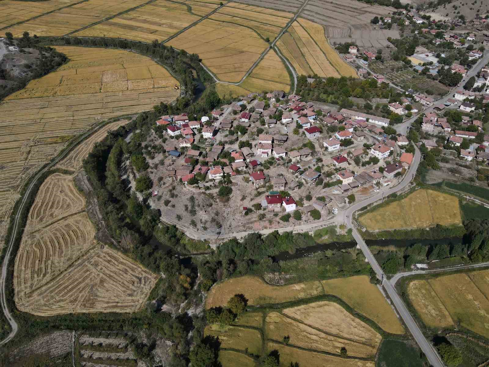 Coğrafi işaretli Tosya pirincinde susuzluk sebebiyle istenilen rekolteye ulaşılamadı