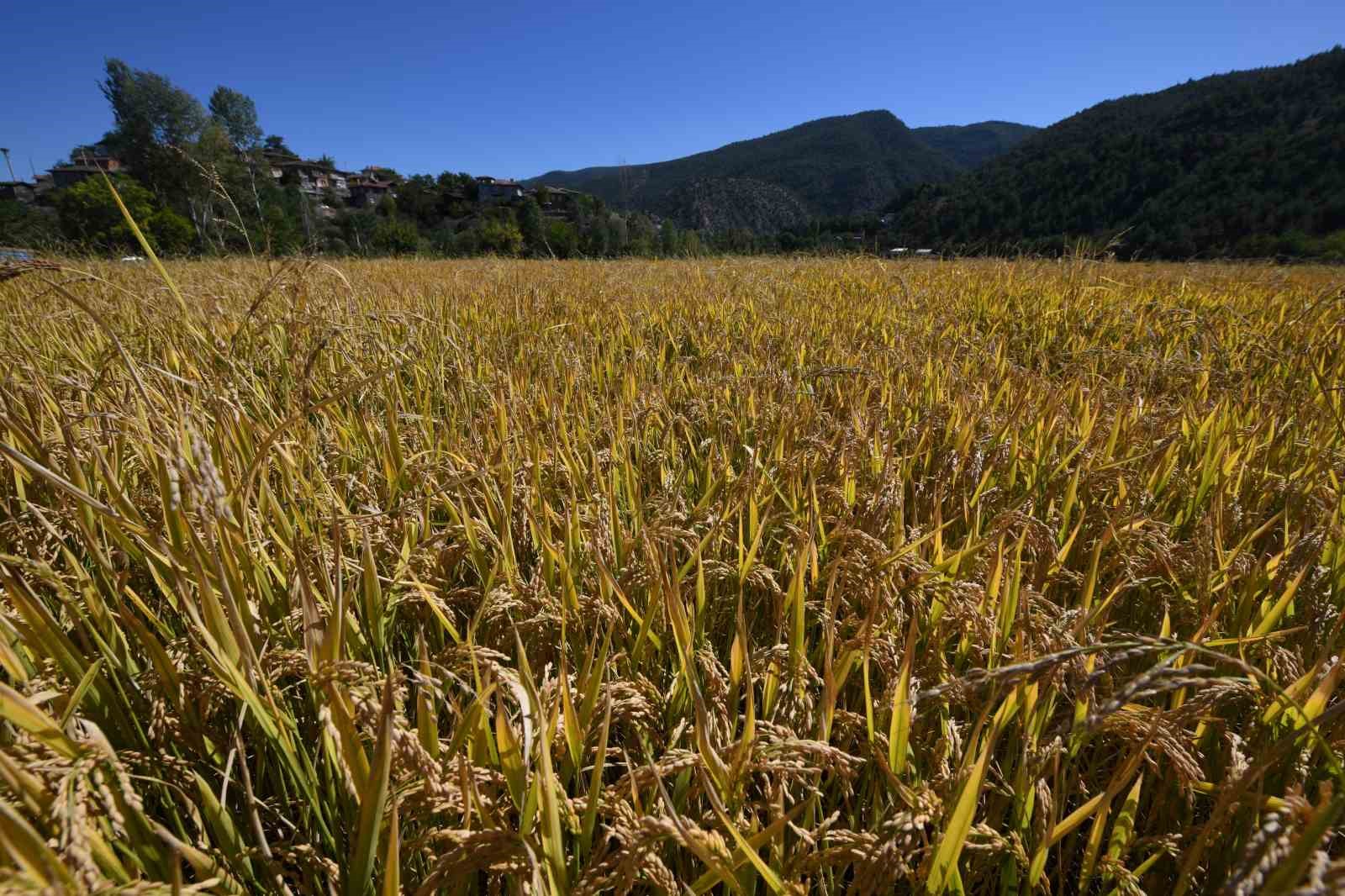 Coğrafi işaretli Tosya pirincinde susuzluk sebebiyle istenilen rekolteye ulaşılamadı

