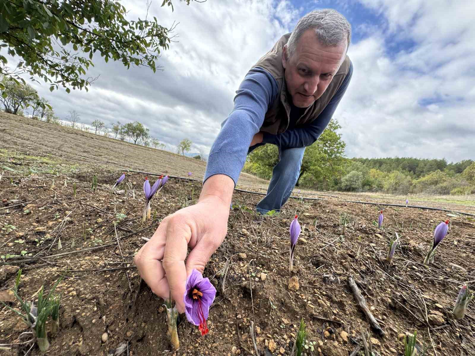 Soğuk hava d&uuml;nyanın en pahalı baharatında erken &ccedil;i&ccedil;ek a&ccedil;tırdı
