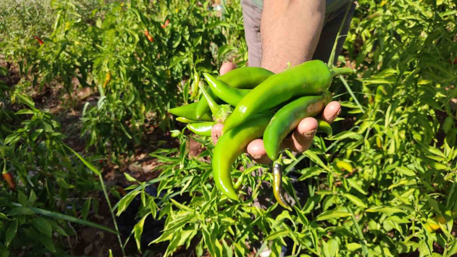 Acısıyla meşhur Kayaca biberinde hasat sona erdi