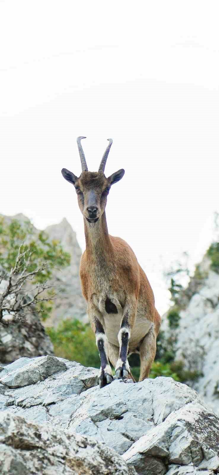 Pozantı’da yaban keçileri görüntülendi
