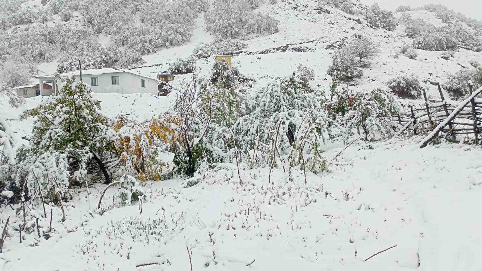 Hasadı yapılmayan ceviz kar altında kaldı