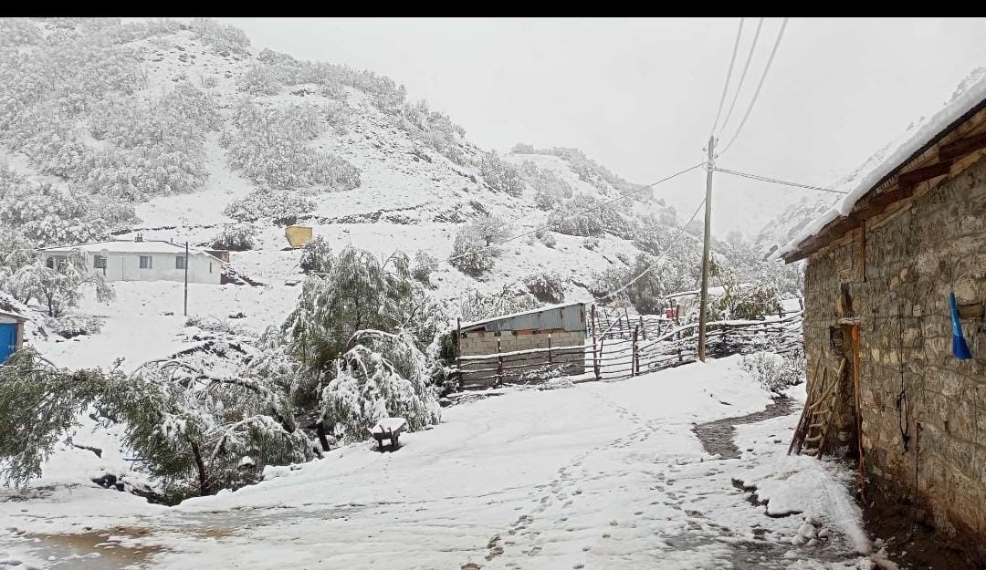 Hasadı yapılmayan ceviz kar altında kaldı
