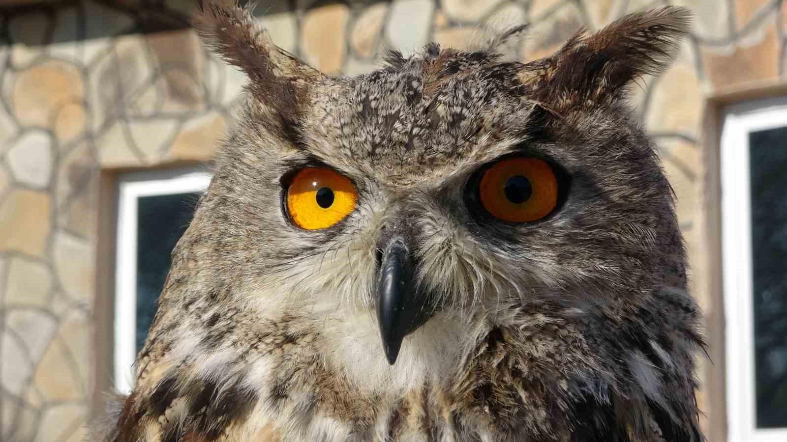 &Ouml;zg&uuml;rl&uuml;k i&ccedil;in g&uuml;n sayıyorlar
