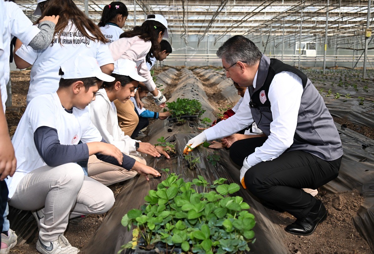 Osmaniye&rsquo;de minik eller toprağa dokundu, &ccedil;ilek ekimi yaptı
