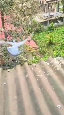 Köy sakininin dikkati ve duyarlılığı bir güvercini hayata bağladı
