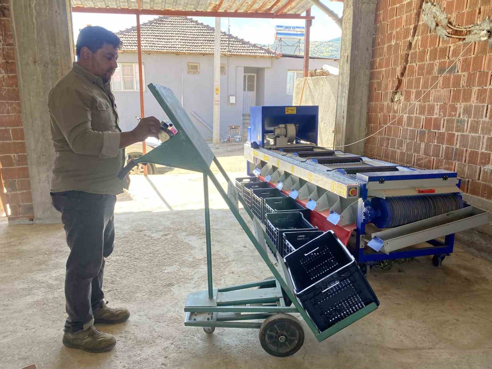 Alaşehir&rsquo;de zeytinde rekolte d&uuml;ş&uuml;k, kalite y&uuml;ksek
