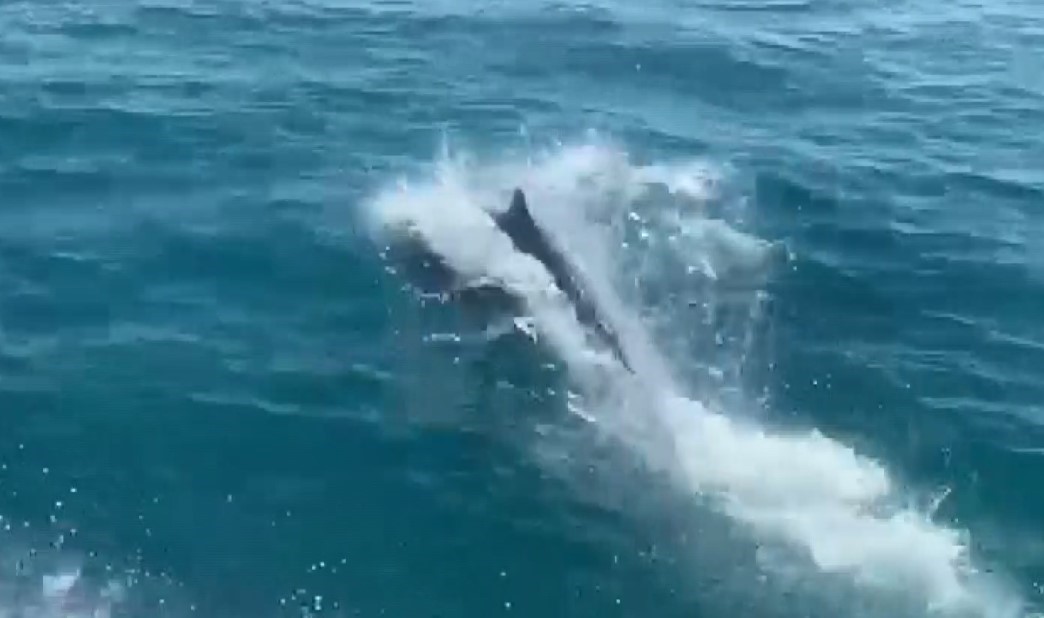 Deniz polisinin devriyesine ’Yunuslar’eşlik etti