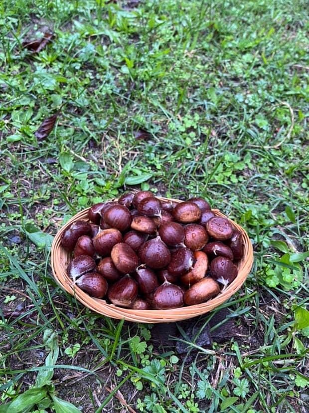 Türkeli’de kestane sezonunda vatandaşlar ormana akın etti