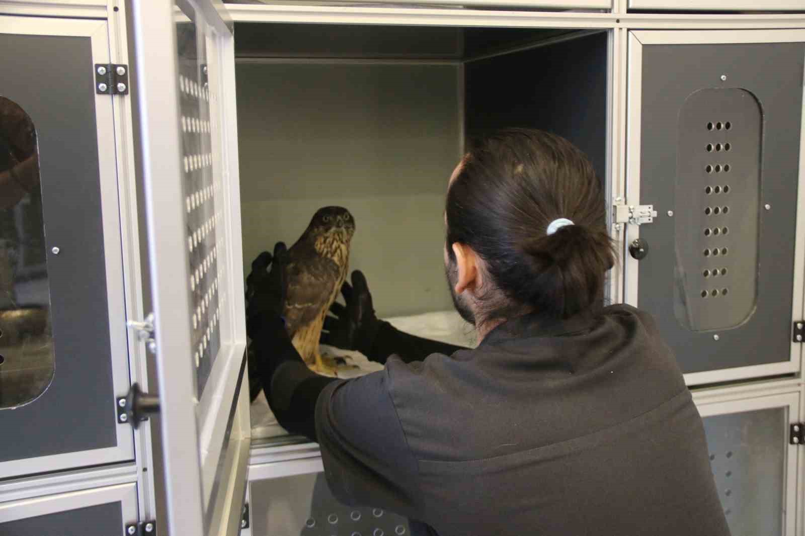 Uzmanı uyardı: "Bulduğunuz yaralı yabani hayvanlara dokunmayın"
