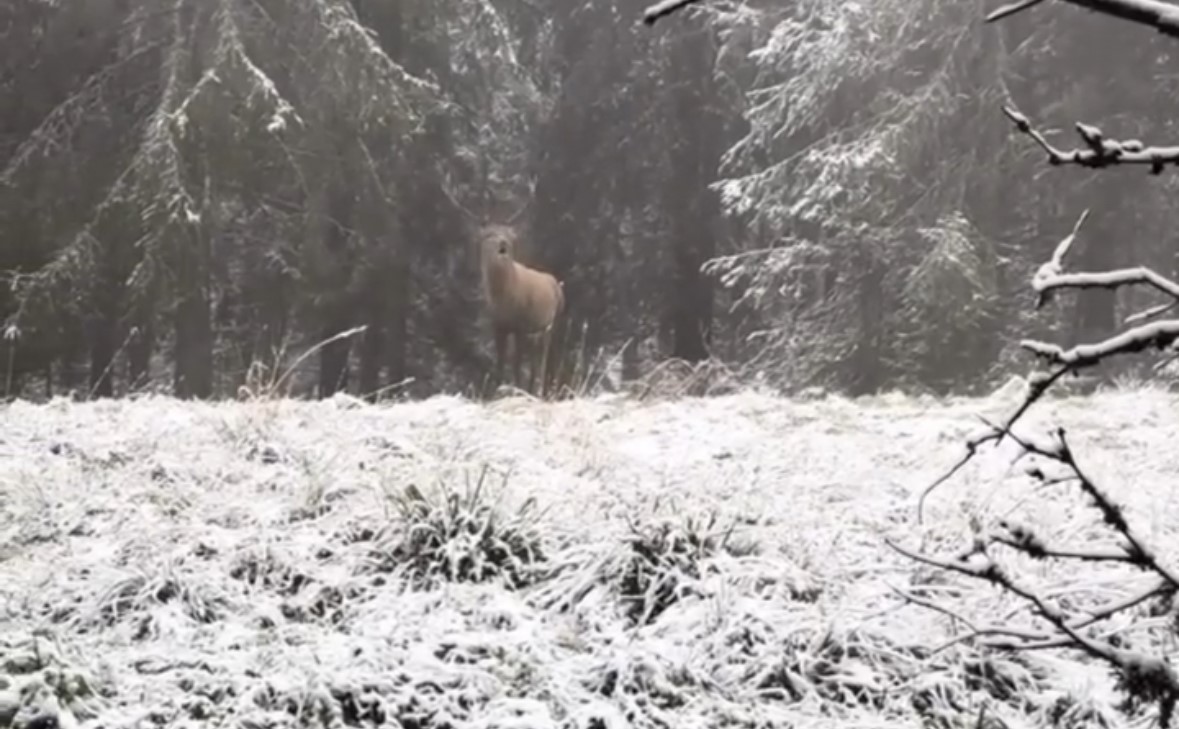 Bolu ormanlarında kızılgeyiğin böğürme anları kameraya yansıdı