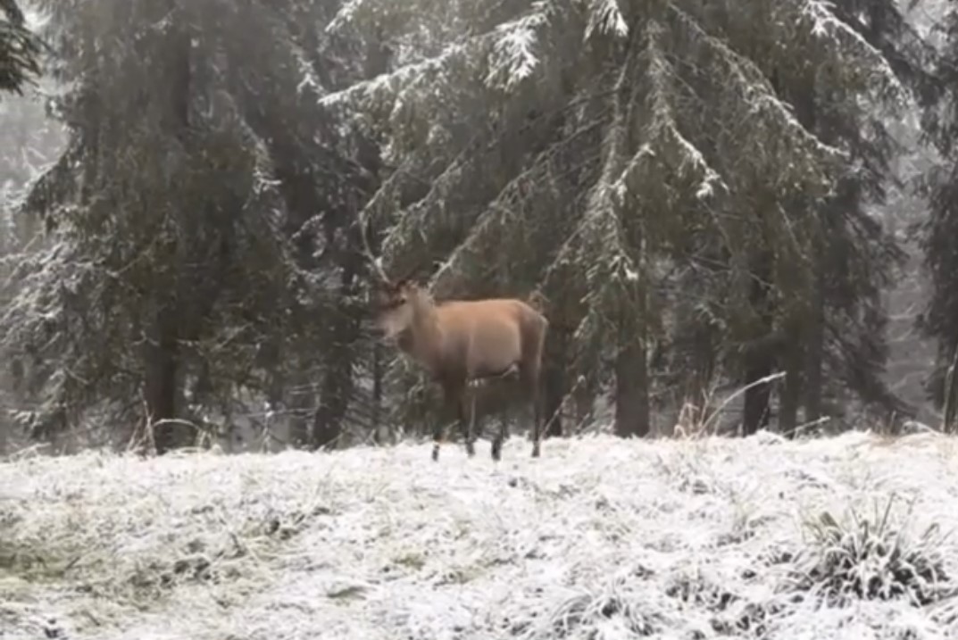 Bolu ormanlarında kızılgeyiğin b&ouml;ğ&uuml;rme anları kameraya yansıdı
