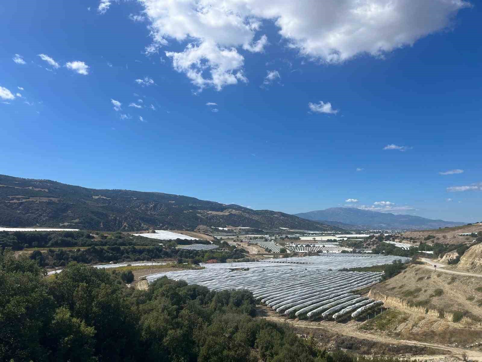 Çekirdeksiz üzümler koruma altında