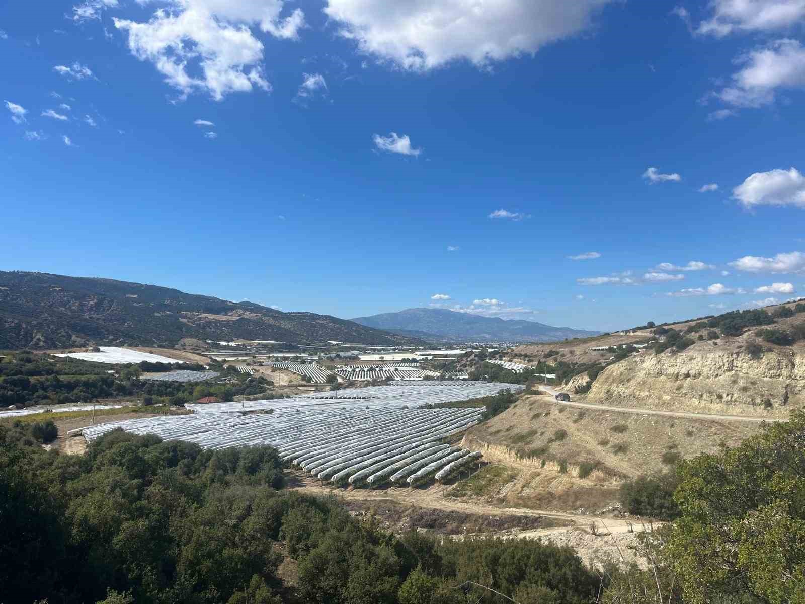 &Ccedil;ekirdeksiz &uuml;z&uuml;mler koruma altında
