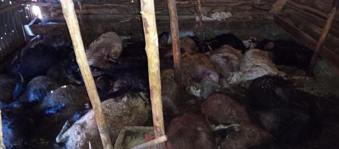 Ağıla yıldırım düştü: 45 küçükbaş hayvan telef oldu