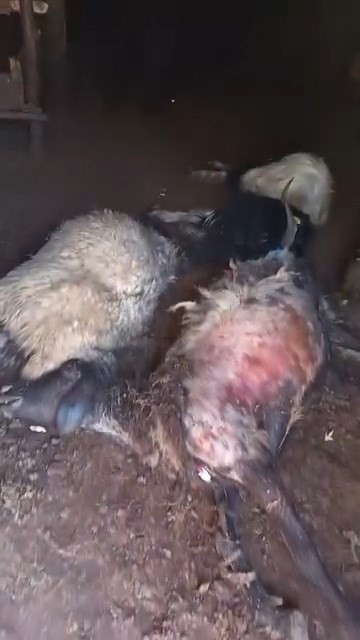 Ağıla yıldırım d&uuml;şt&uuml;: 45 k&uuml;&ccedil;&uuml;kbaş hayvan telef oldu
