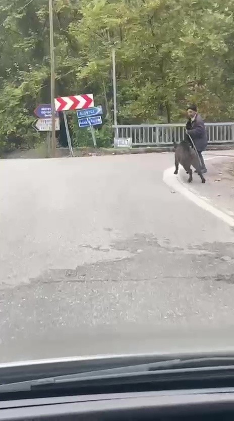Yaşlı adam, üzerine koşan domuzdan son anda kurtuldu