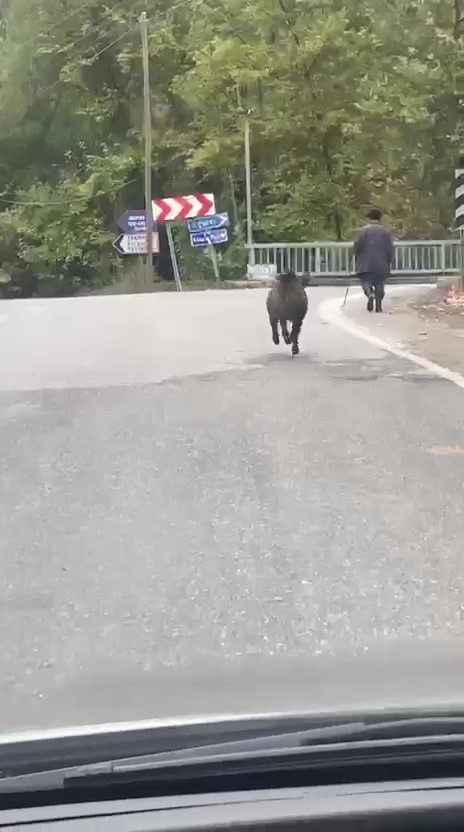 Yaşlı adam, &uuml;zerine koşan domuzdan son anda kurtuldu
