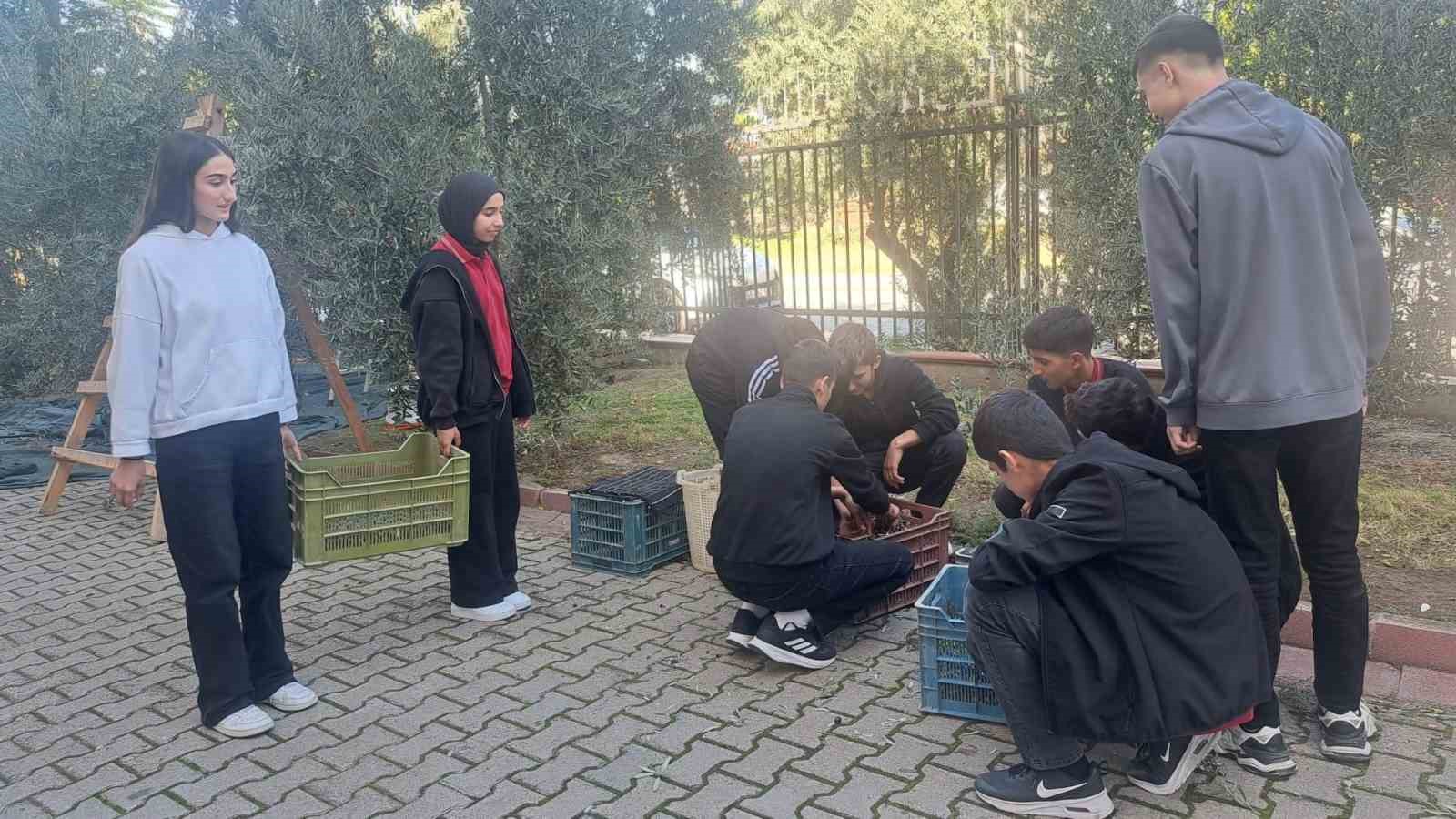 &Ouml;ğrenciler zeytin hasadıyla &uuml;retim bilincini &ouml;ğreniyor
