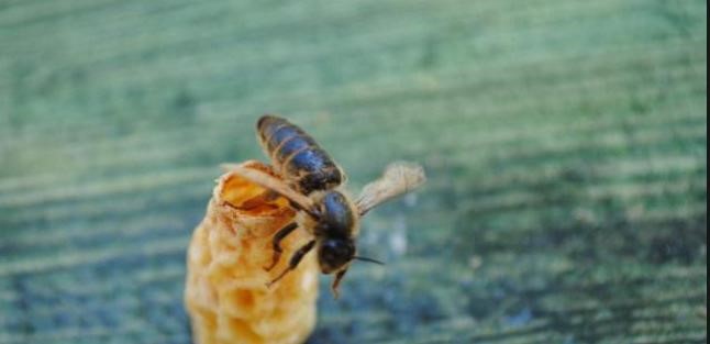OMÜ’lü akademisyenlerden arıcılığa yenilikçi katkı: Ana Arı Üretim Aparatı