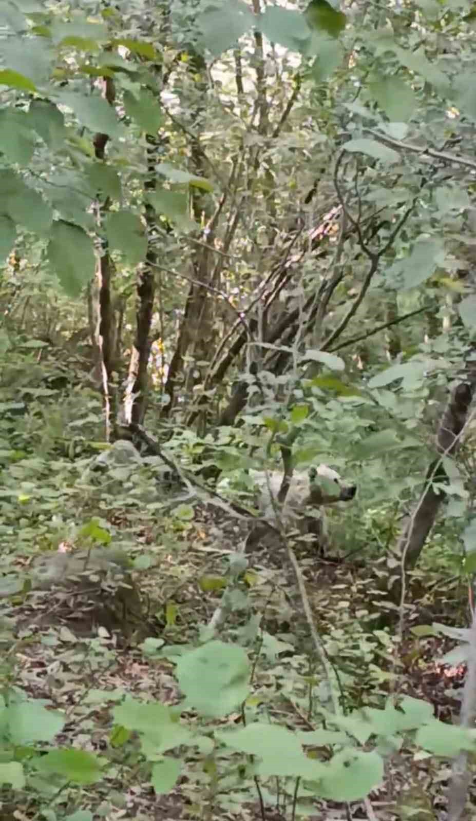 Rize’de görüntülenmişti, uzmanlar sebebini açıkladı