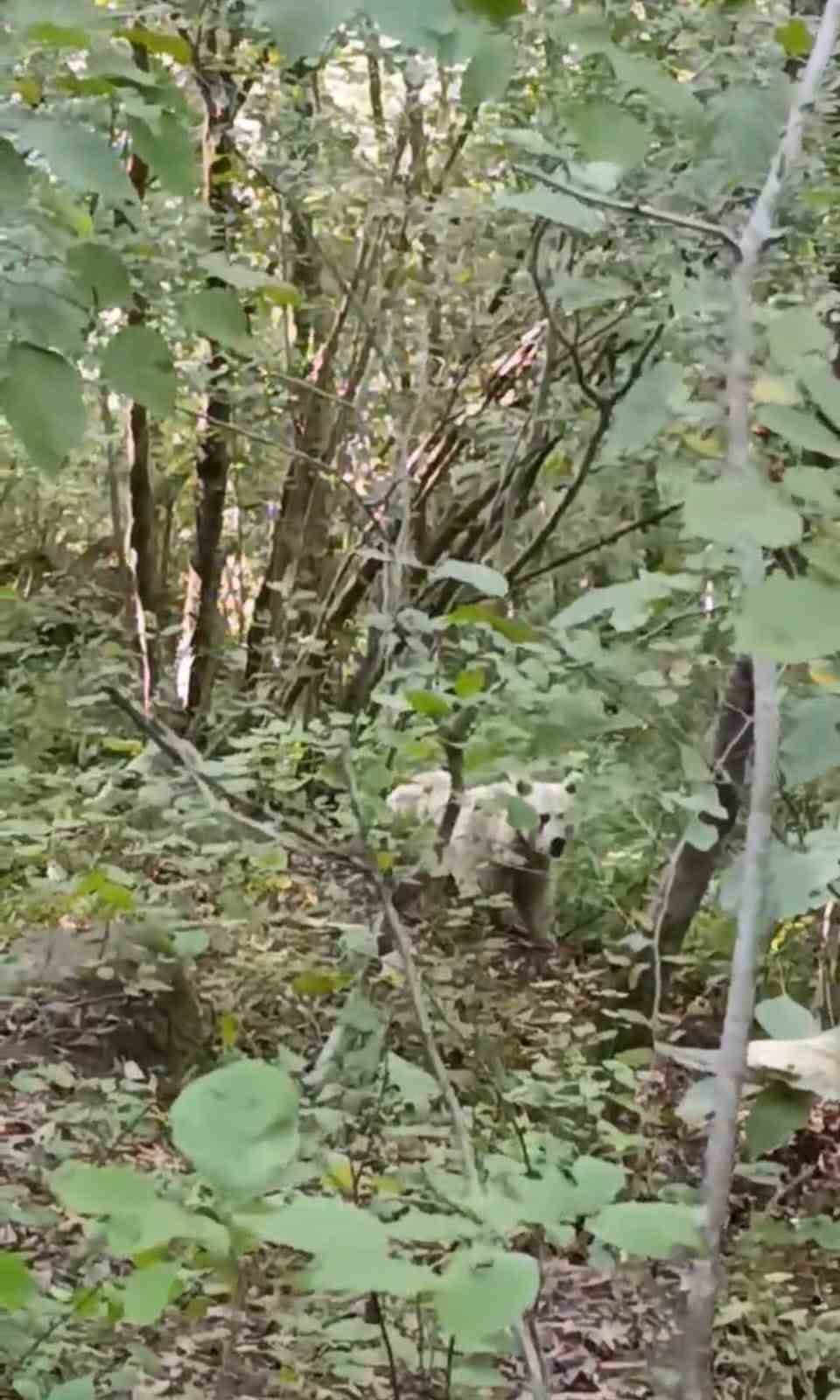 Rize&rsquo;de g&ouml;r&uuml;nt&uuml;lenmişti, uzmanlar sebebini a&ccedil;ıkladı
