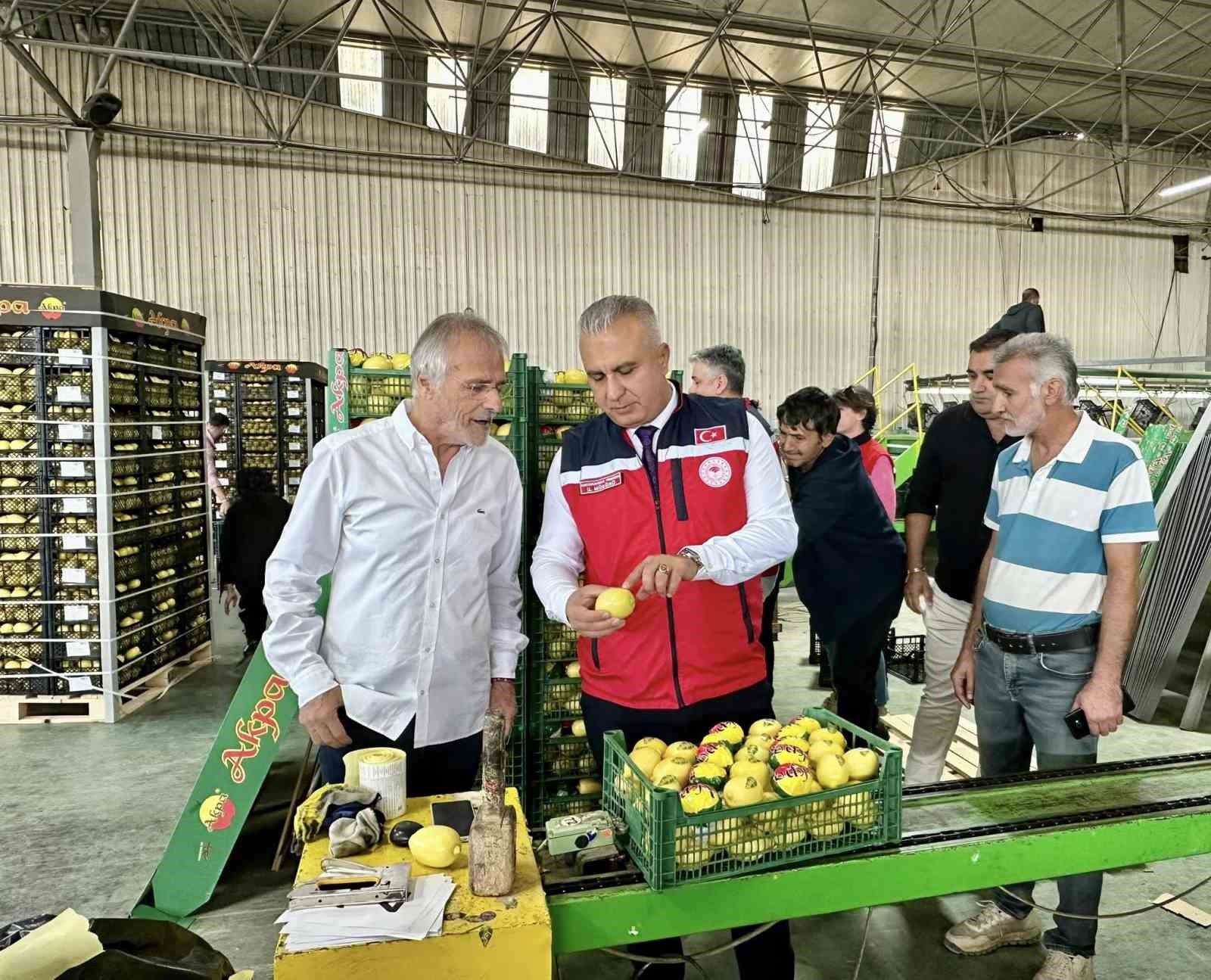 Hatay’da limon ihraç eden firmalar denetlendi
