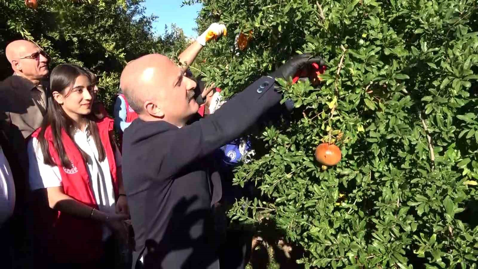 9 ülkeye ihraç edilen narın hasadı başladı