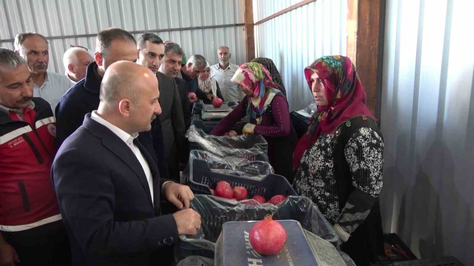 9 &uuml;lkeye ihra&ccedil; edilen narın hasadı başladı
