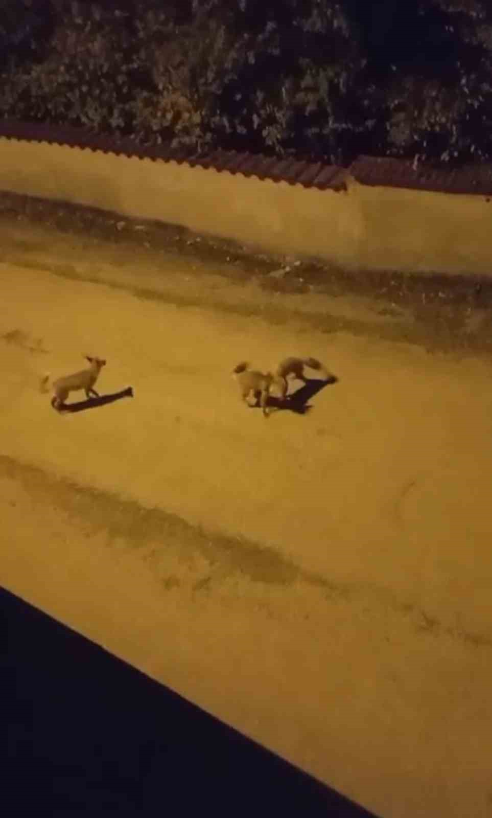 Tilkilerin sokaktaki oyunları kameralara yansıdı
