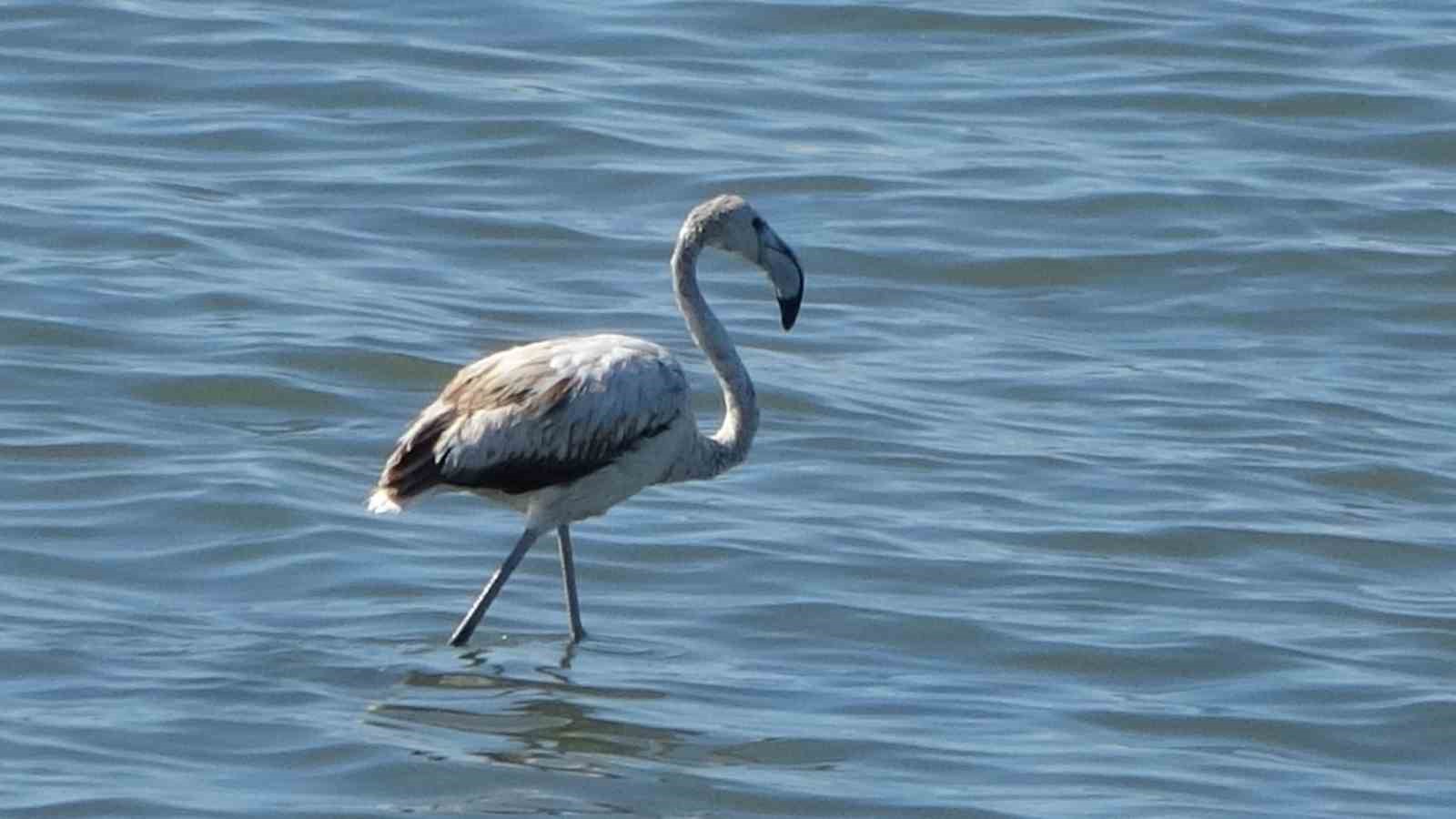 Flamingoların yeni g&ouml;zdesi: İskele sahili
