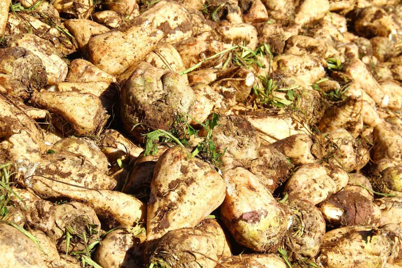 Kahramanmaraş’ta şeker pancarı sökümü başladı
