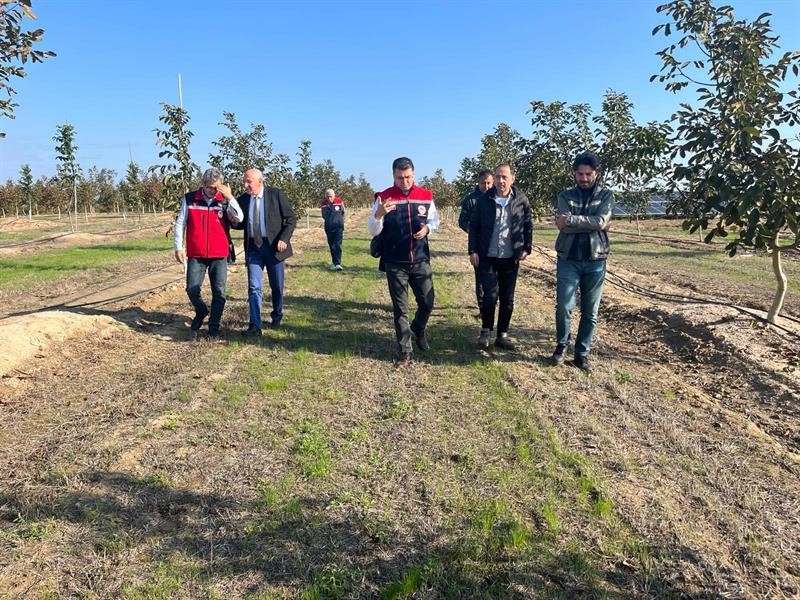 Ceviz bahçeleri büyüyor üretici yüzü gülüyor
