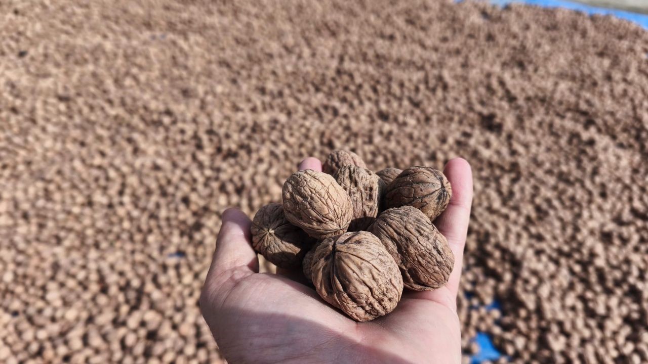 Edirne’de ceviz hasadı başladı