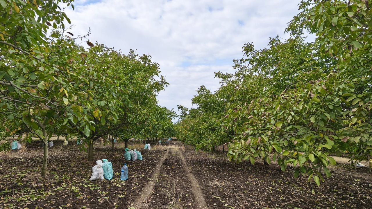 Edirne&rsquo;de ceviz hasadı başladı
