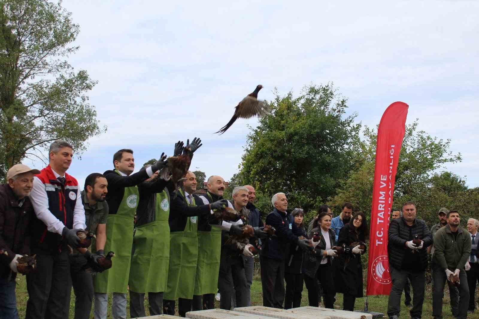 Sinop’ta 250 sülün kuşu doğaya bırakıldı