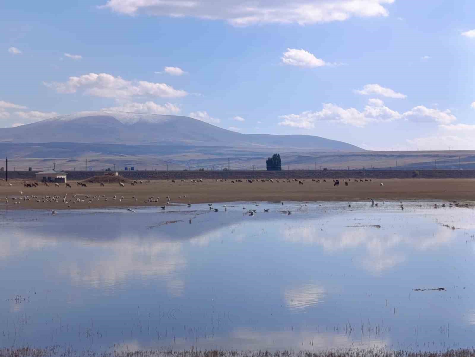 Kars&rsquo;ta sulak alanlar yaban kuşlarını ağırlıyor

