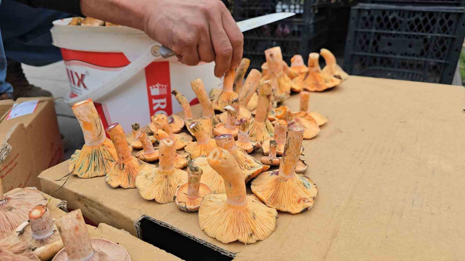 Tezgahlarda kanlıca bolluğu yaşanıyor: Kilosu 500 TL
