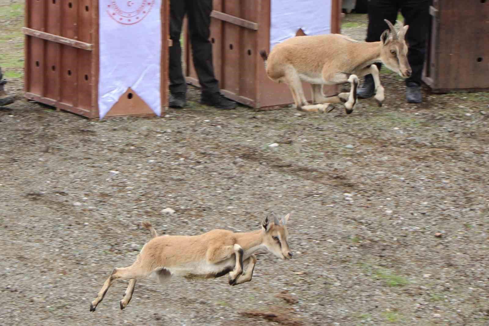 Mersin’de yakalanan 5 yaban keçisi Amasya’da doğaya salındı