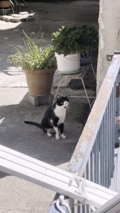 Anne kedinin çukur başındaki nöbeti duygulandırdı
