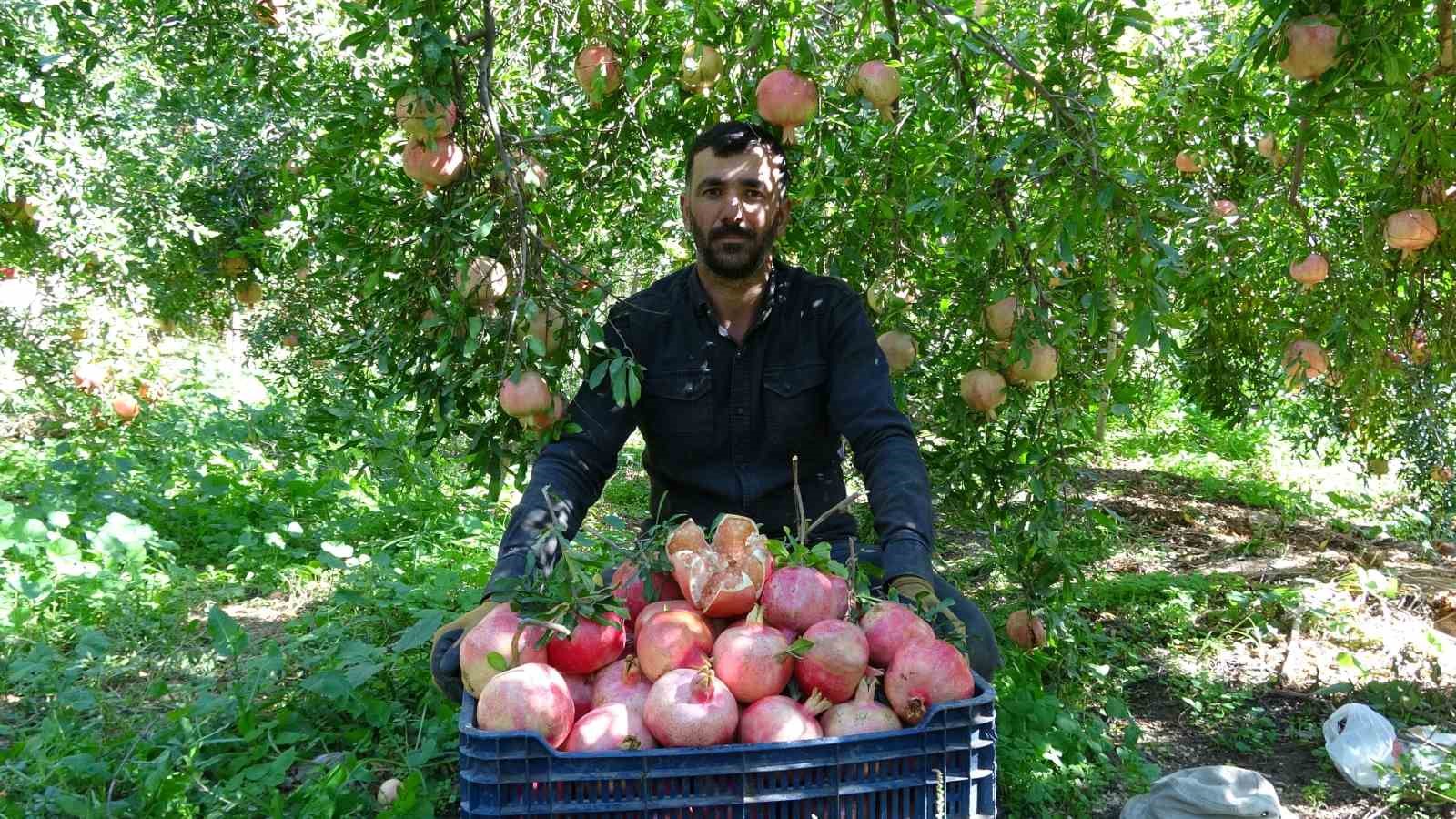 Gaziantep’te nar hasadı başladı