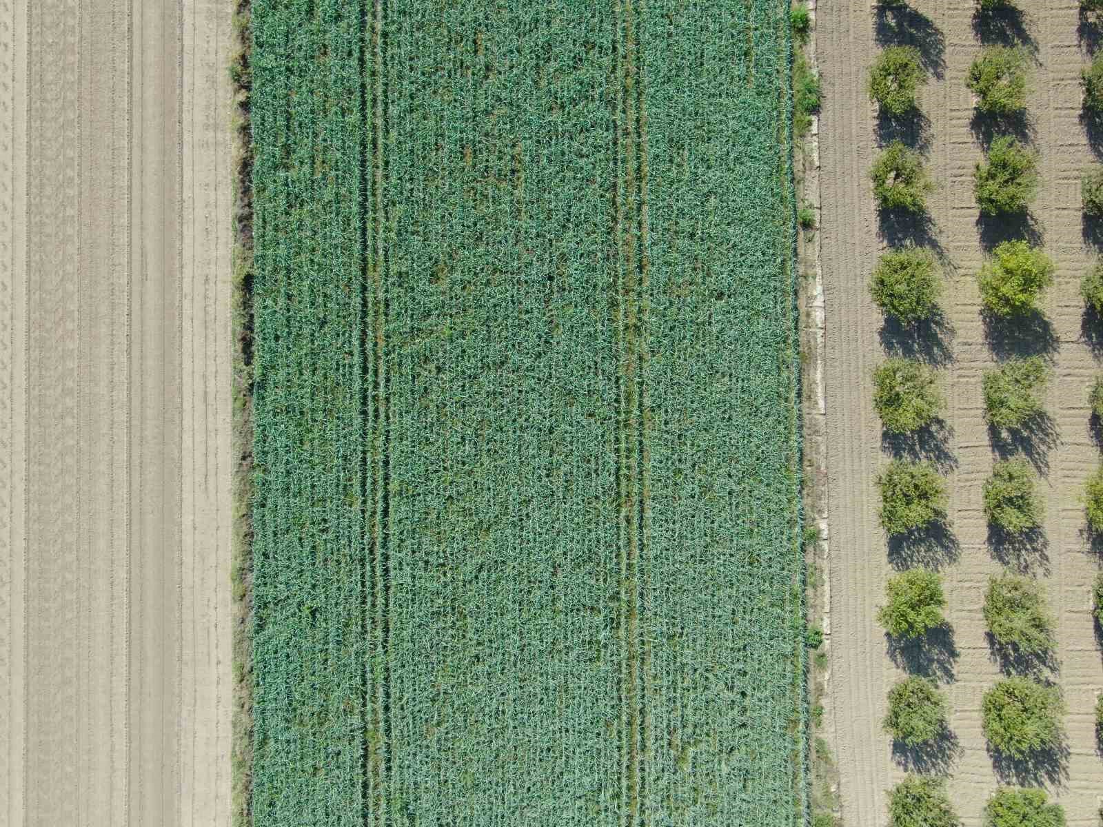 Kış sebzesi pırasada hasat heyecanı
