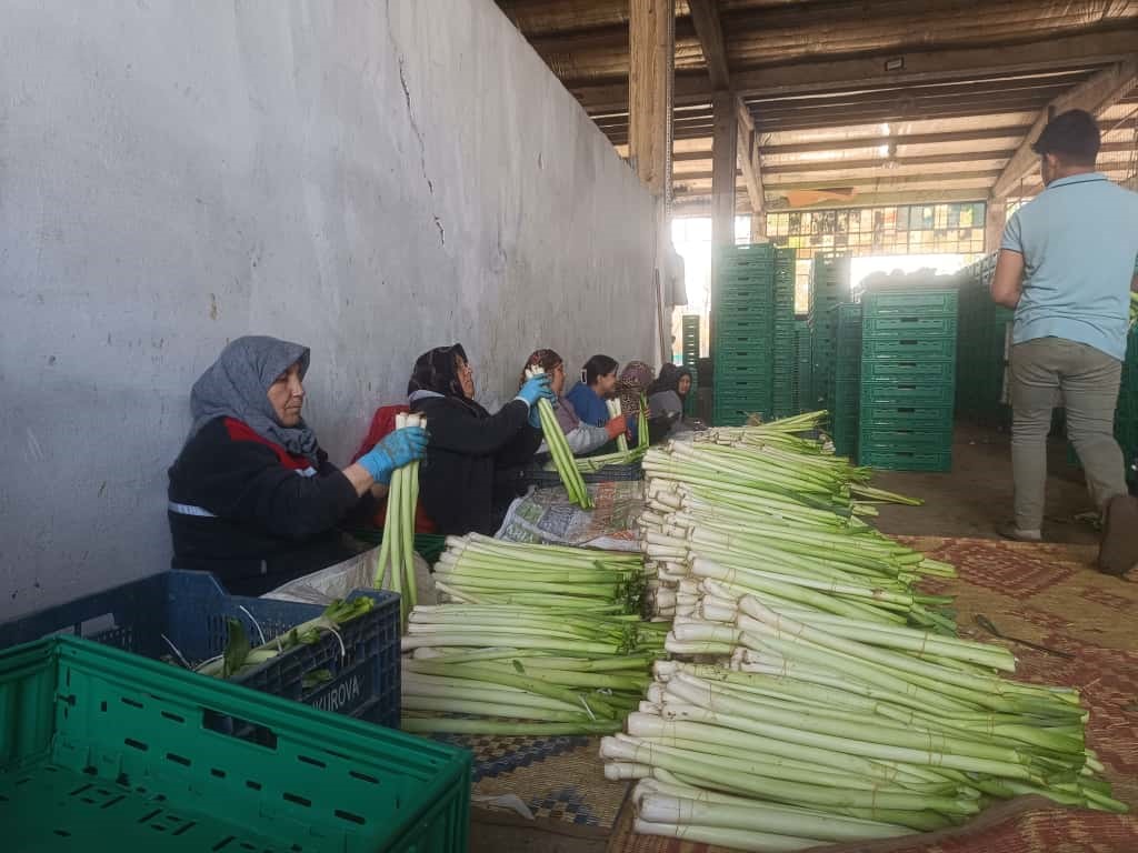 Kışlık &uuml;r&uuml;nlerde hasat başladı
