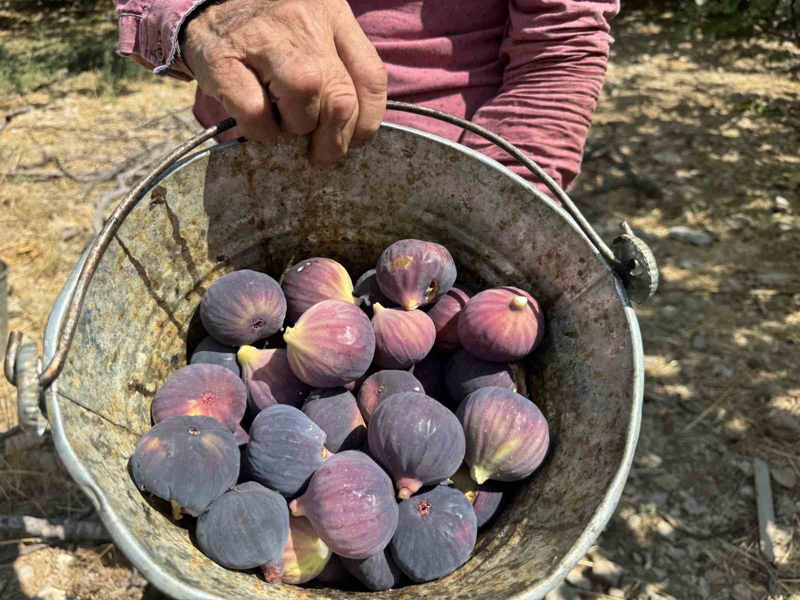 Antalya’da siyah incir hasadında sona gelindi
