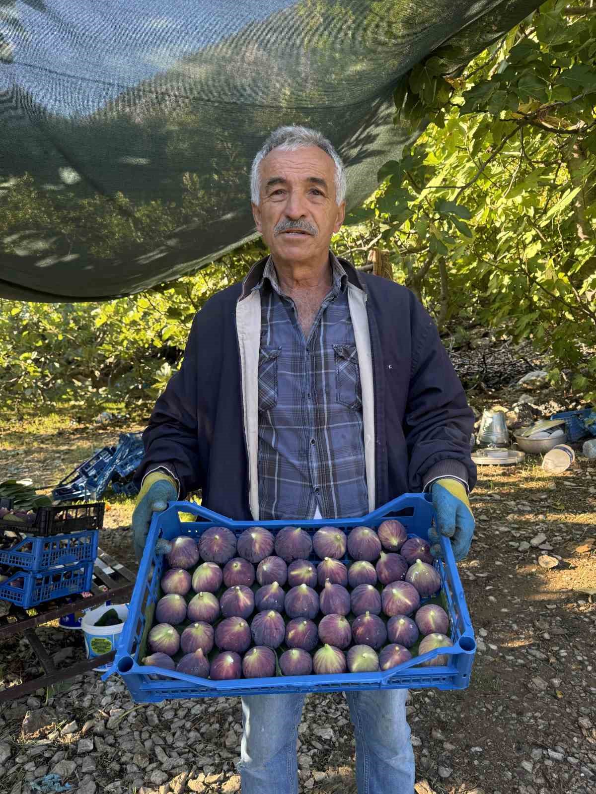 Antalya&rsquo;da siyah incir hasadında sona gelindi
