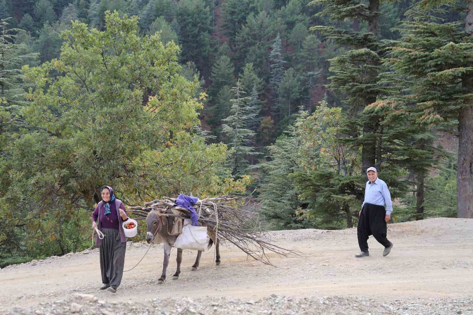 Dağ köylerinde eşekle odun çekme nostalji yaşattı