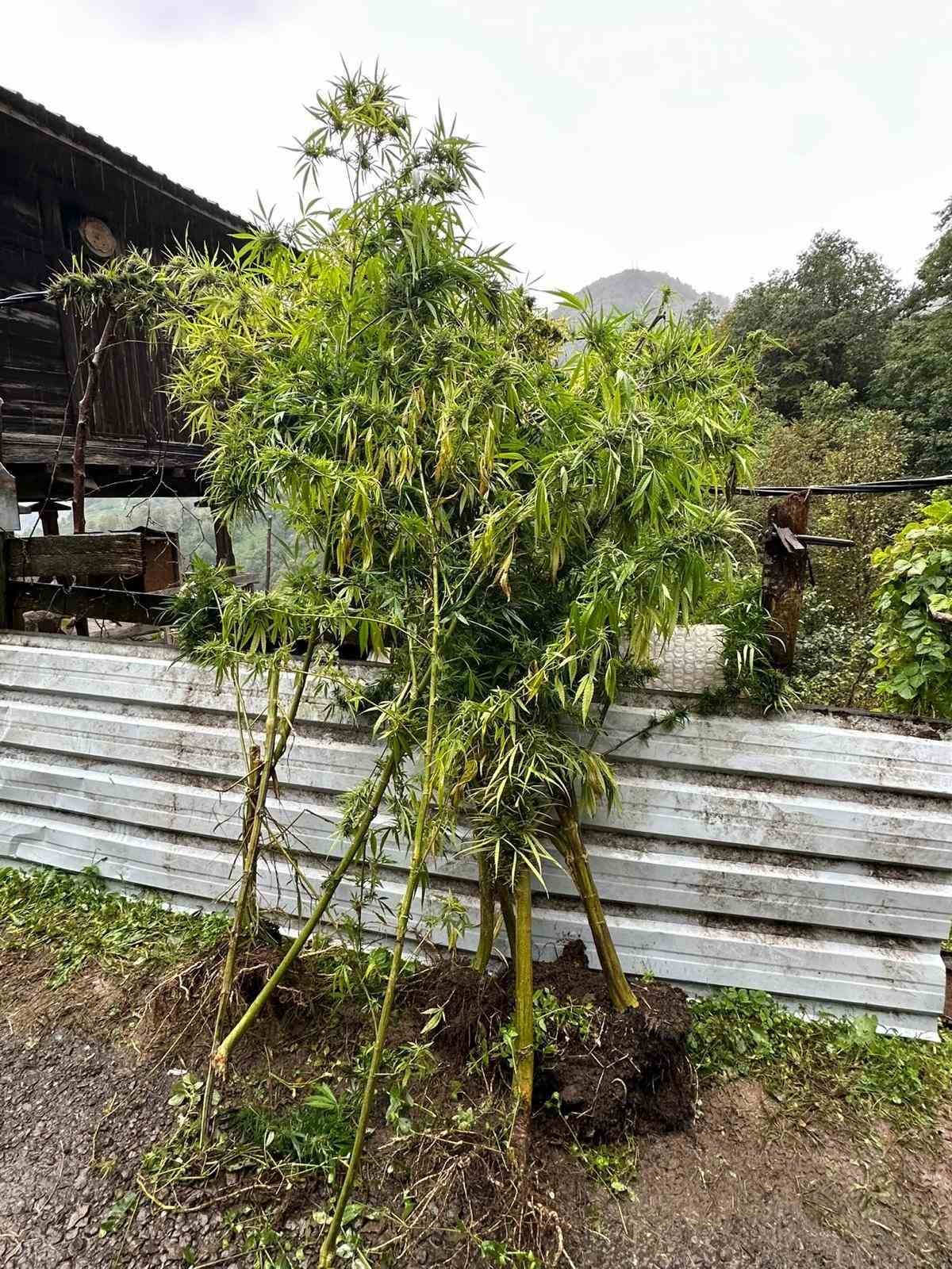 Artvin’de uyuşturucu operasyonu: 5 gözaltı