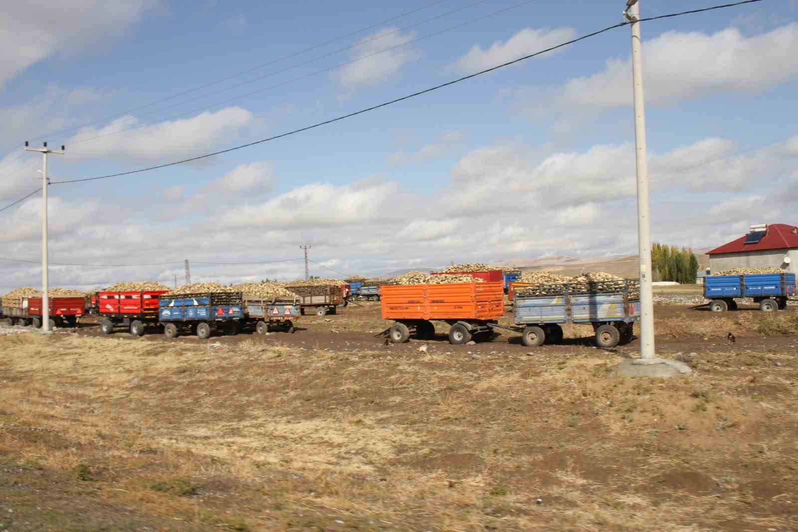 Malazgirt’te şeker pancar alımları devam ediyor