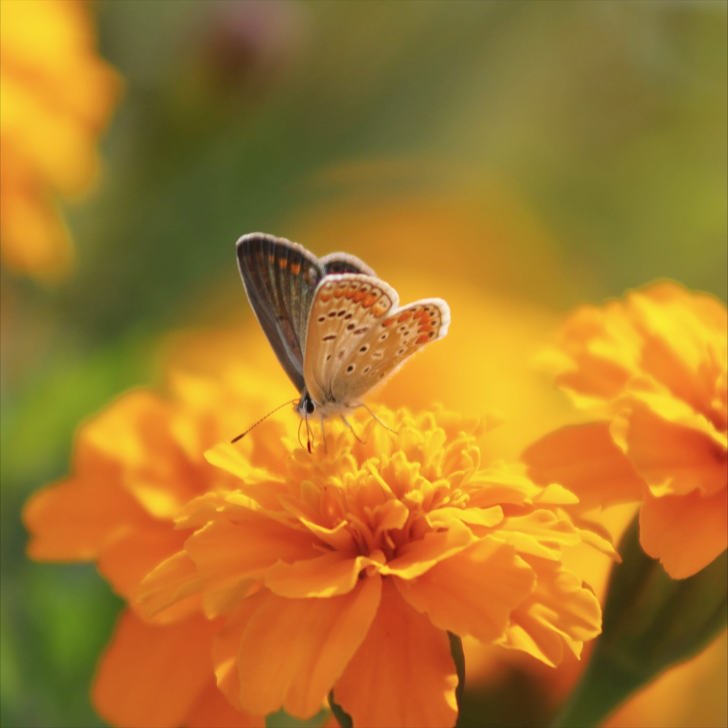 Elazığ&rsquo;da kelebeklerin &ccedil;i&ccedil;eklerle buluşması g&ouml;rsel ş&ouml;len oluşturdu
